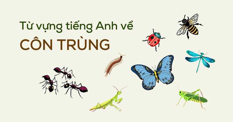 Từ Vựng Về Côn Trùng (Insects)